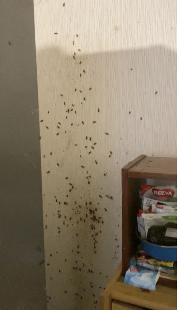 100% уничтожение клопов, блох, тараканов, сколопендр, ос, крыс, мышей