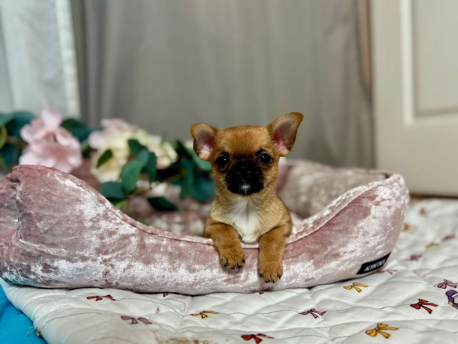 Chihuahua krótkowłosa sunia FCI