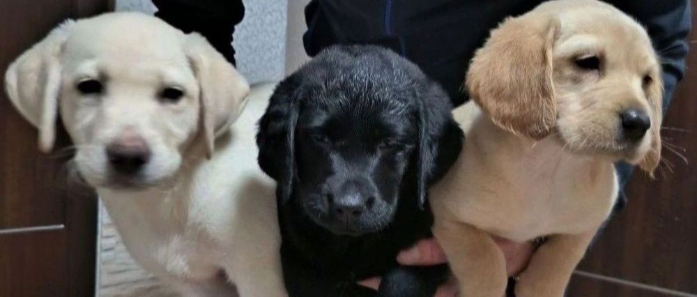 Щенки Лабрадора питомник Лабрадор Ретривер доставка за границу