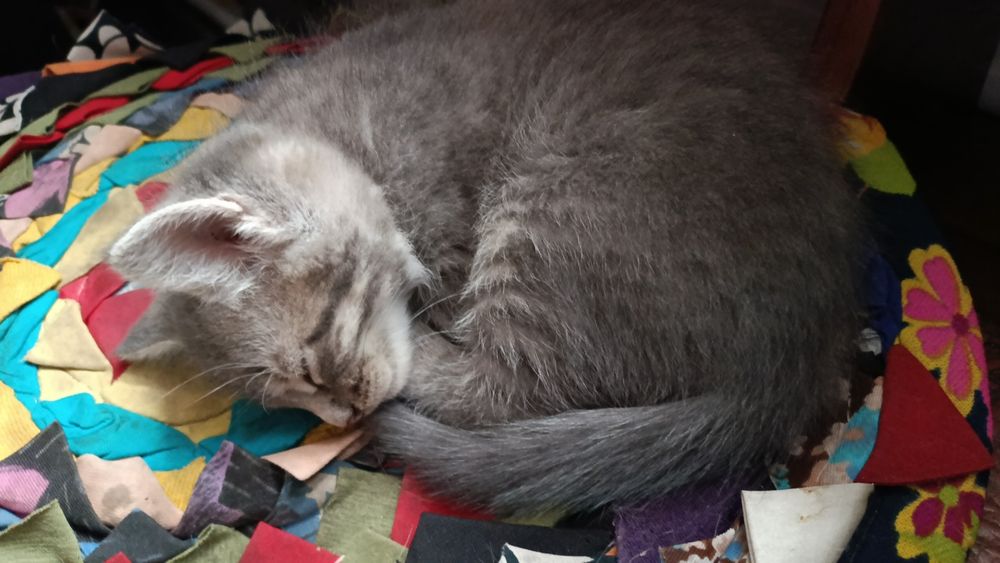 Кошеня-дівчинка - віддамо в добрі руки