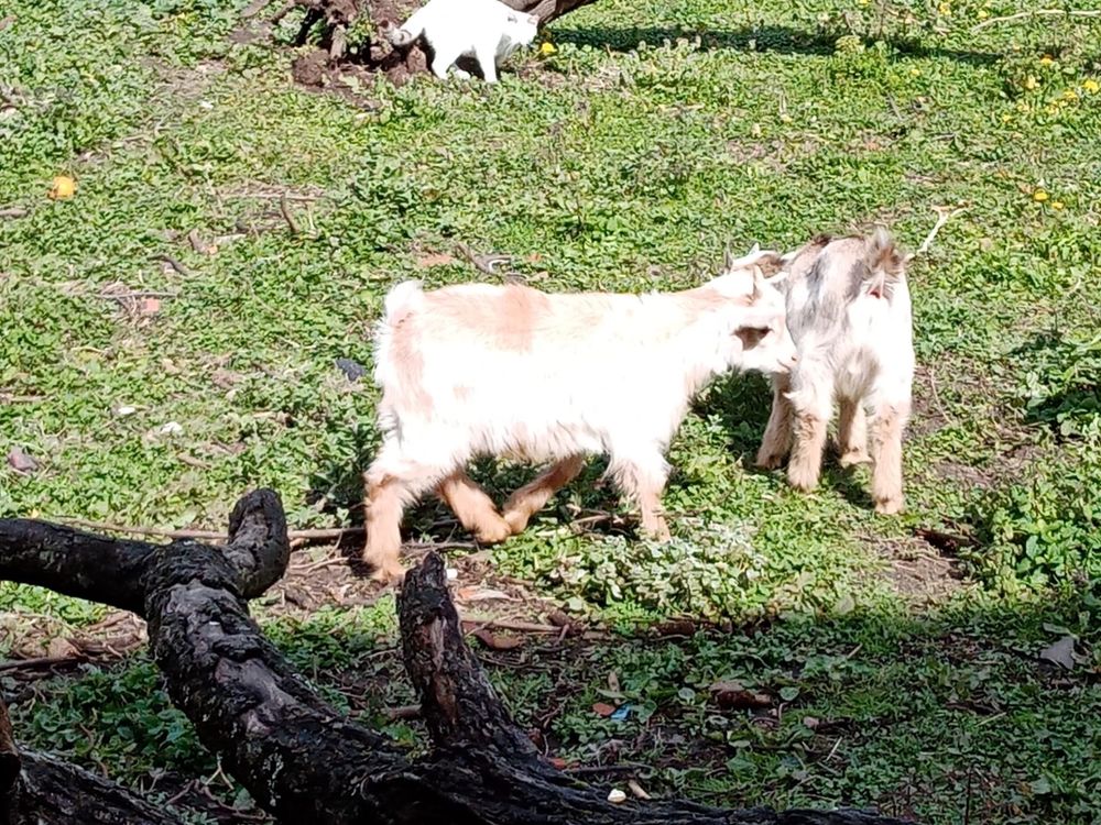 Cabras bébés 2 machos