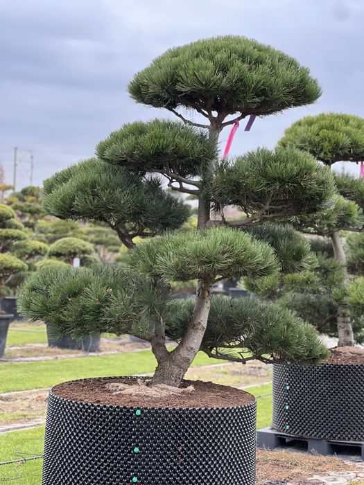Bonsai Niwaki sosna duże drzewa formowane