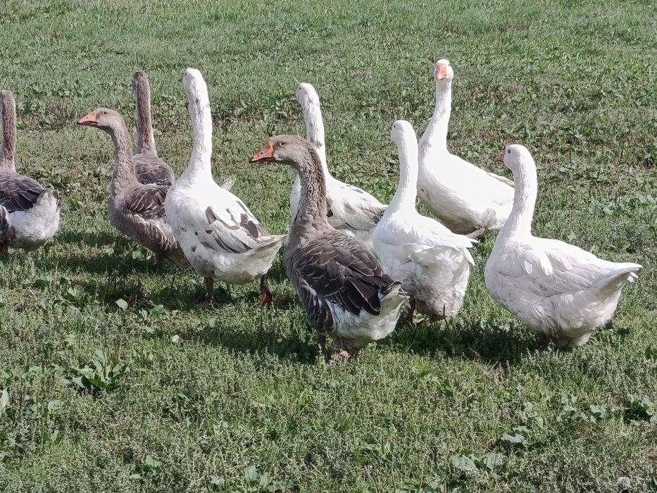 Sprzedam gąski widoczne na zdjęciu