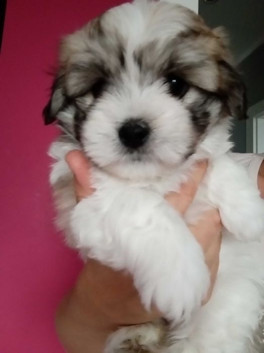 Coton de Tulear szczenię o imieniu Fendi