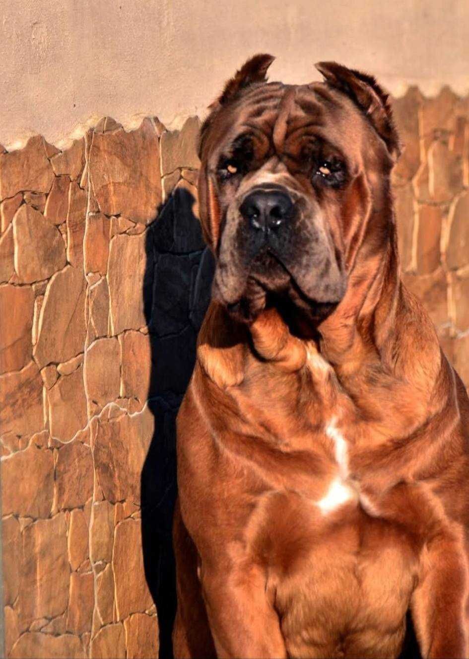 Cane Corso Italiano doskonale skojarzenie. Hodowla ZKwP/ FCI