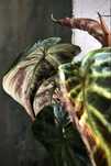 Philodendron verrucosum - welwetowy, błyszczący Filodendron pnący
