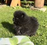 Szpic miniaturowy pomeranian czarny piesek