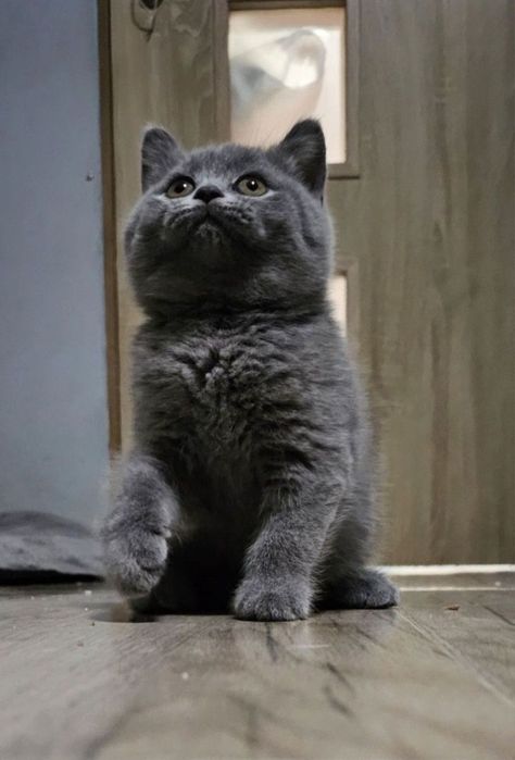 Kocurek brytyjski z 5 cio pokoleniowym rodowodem