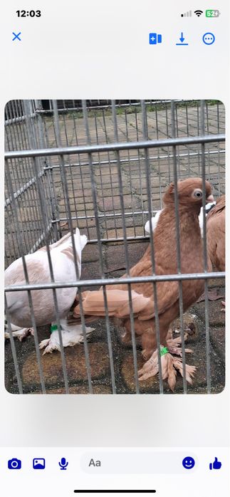 Sprzedam golebie. ozdobne