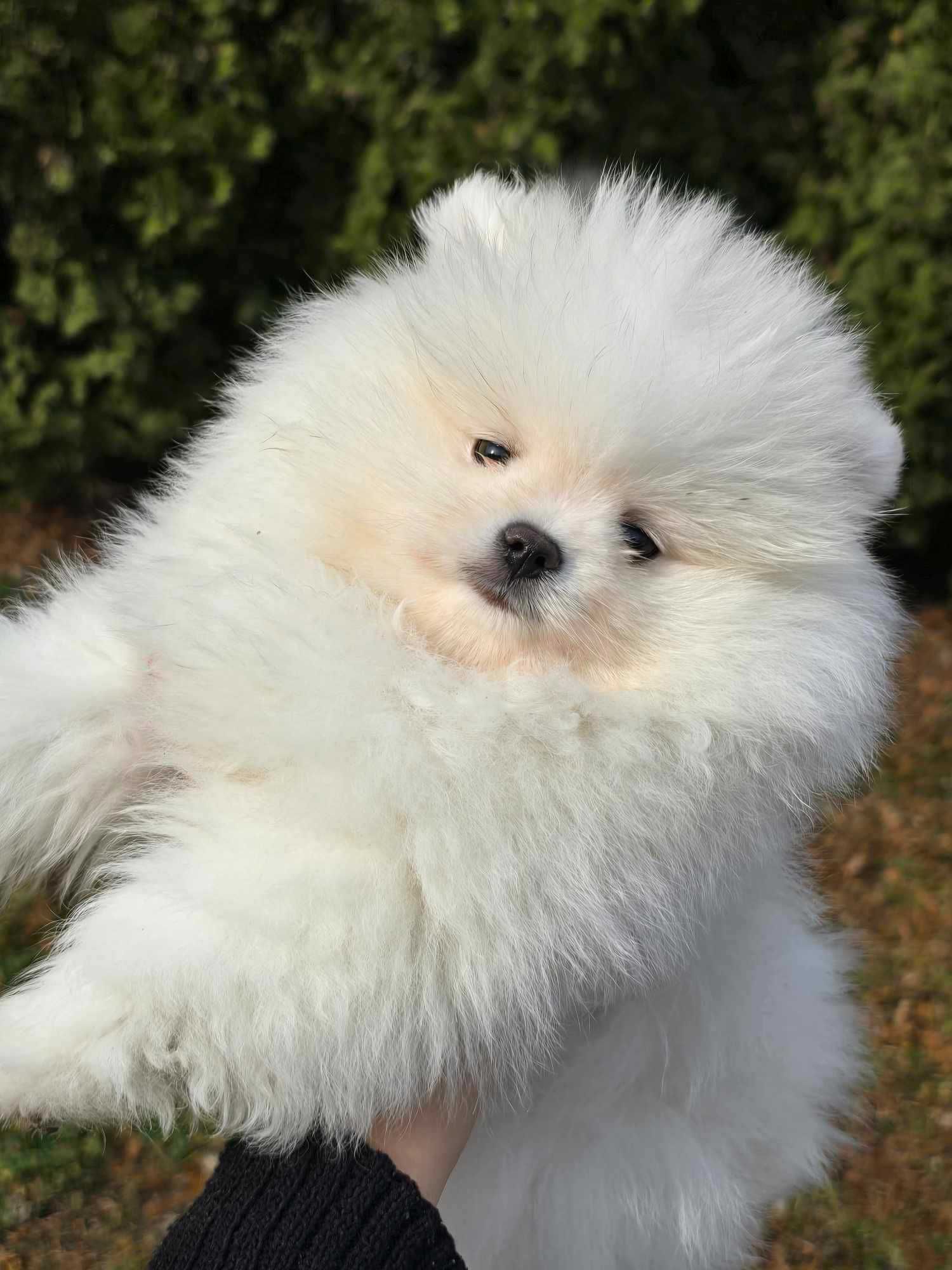 Pomeranian szpic miniaturowy ZKwP/FCI