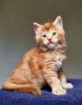 Maine coon piękny rudy kocurek