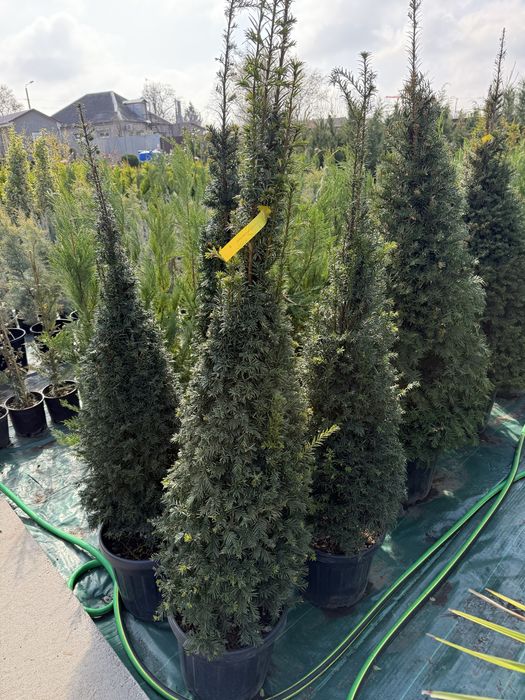 Продам тисы стриженые и для изгороди