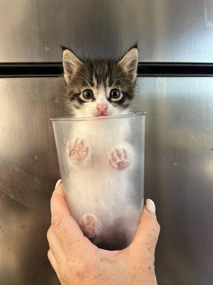 Котёнок ищет любящую семью.