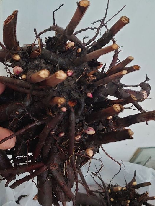 Півонії білого кольору Festiva Maxima, бордова Felix Crousse