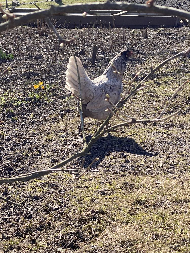 Інкубаційні яйця