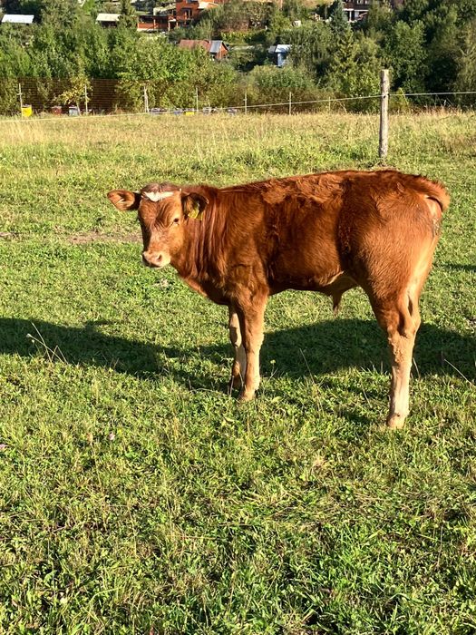 Byczki cielaki cielęta odsaski bydło