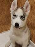 Siberian Husky Suka Gotowa do wydania (pomarańczowa)