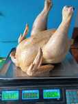 Продам тушки домашньої курки