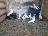 Продам молоді та старі голуби Будапешти ( білі )