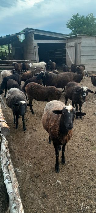 Вівці Романівські продаю.