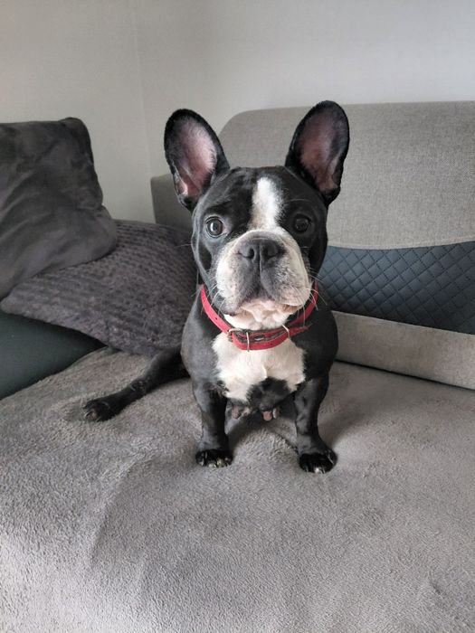 Buldog francuski - suczka