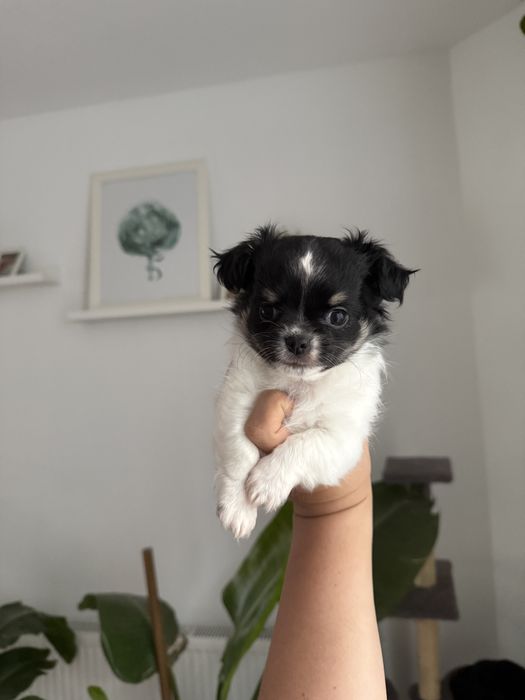 Samiec chihuahua fci