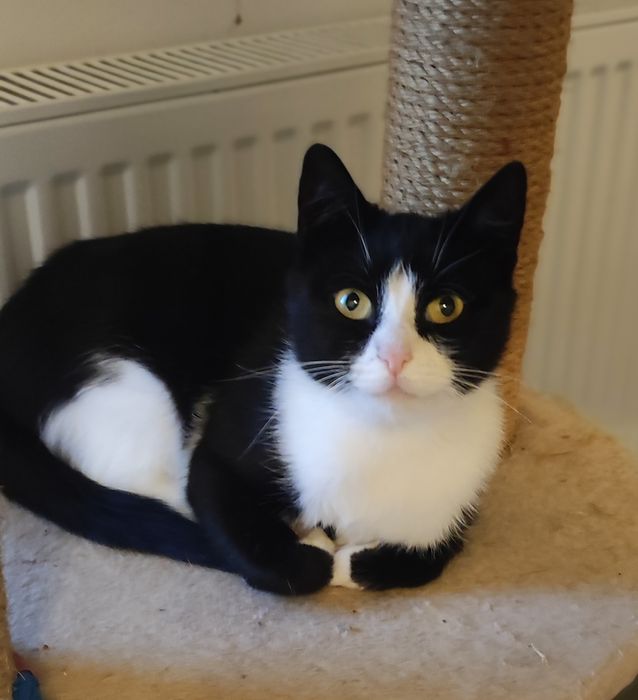 Kotka w typie brytyjski