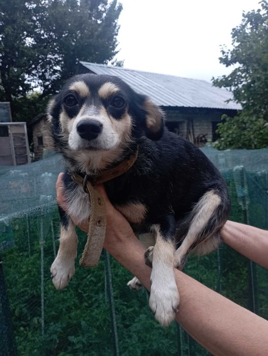 Віддам цуценят в добрі руки.