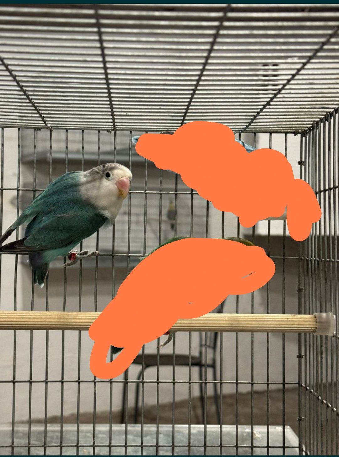 Agapornis fischer 2024
