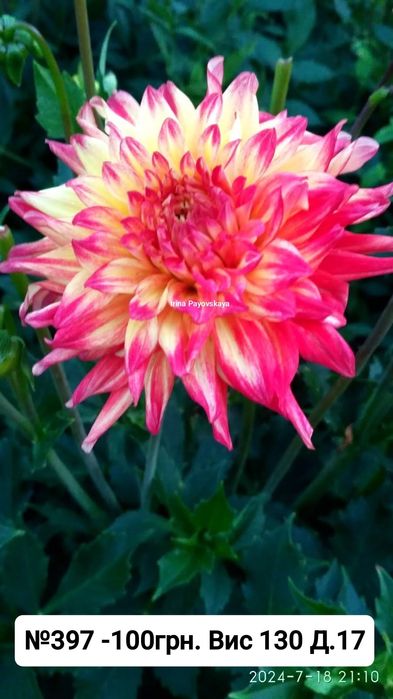 Жоржина Nicolas - перламутрова красуня (Лідія Ластовець  відгукніться)