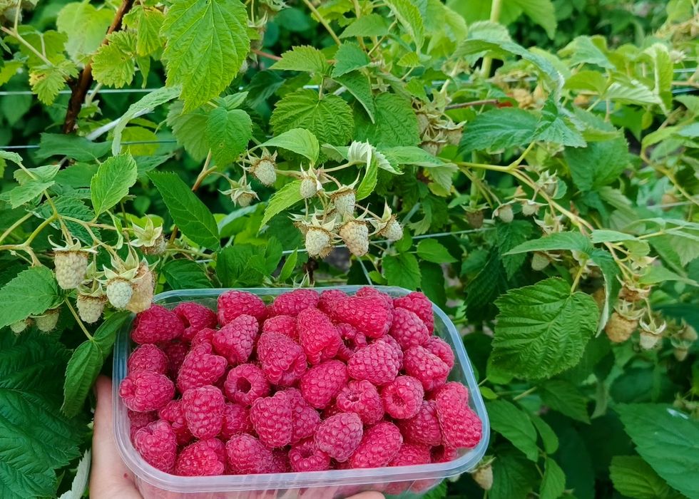 Саджанці малини , Поляна, Харитейдж, Глен Ампл.