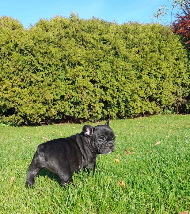 Buldog francuski z rodowodem