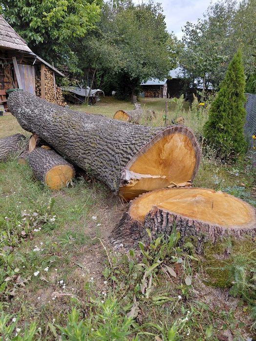 Dąb tartaczny - kłody 3 szt.