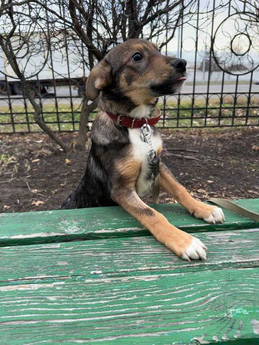 Цуценя, 5 місяців, дівчинка