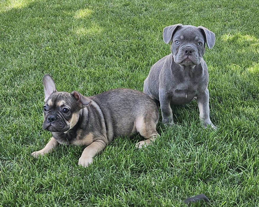 Buldog francuski piesek