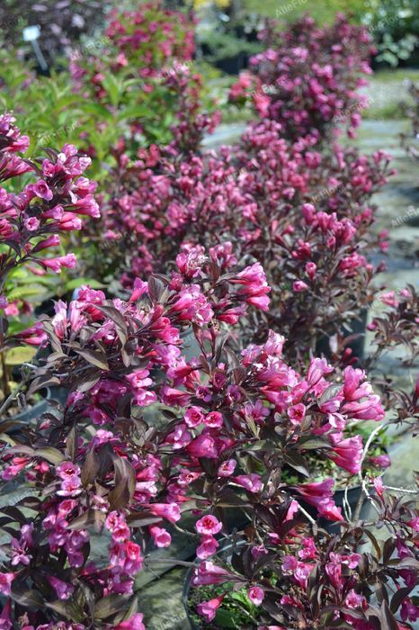 Krzewuszka cudowna 'Alexandra' (Weigela florida) Doniczka 2.0L