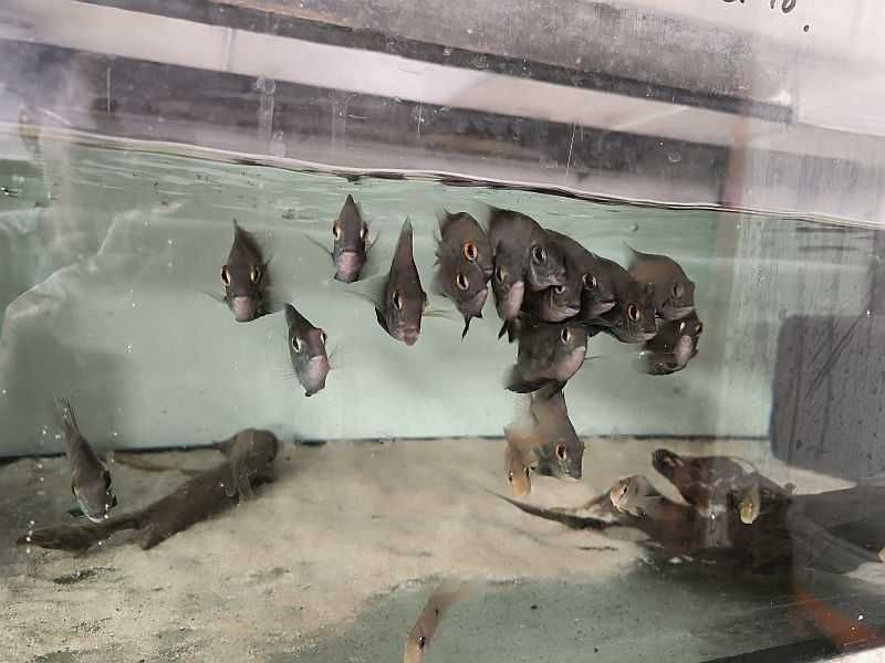 Uaru królewskie (Uaru amphiacanthoides)