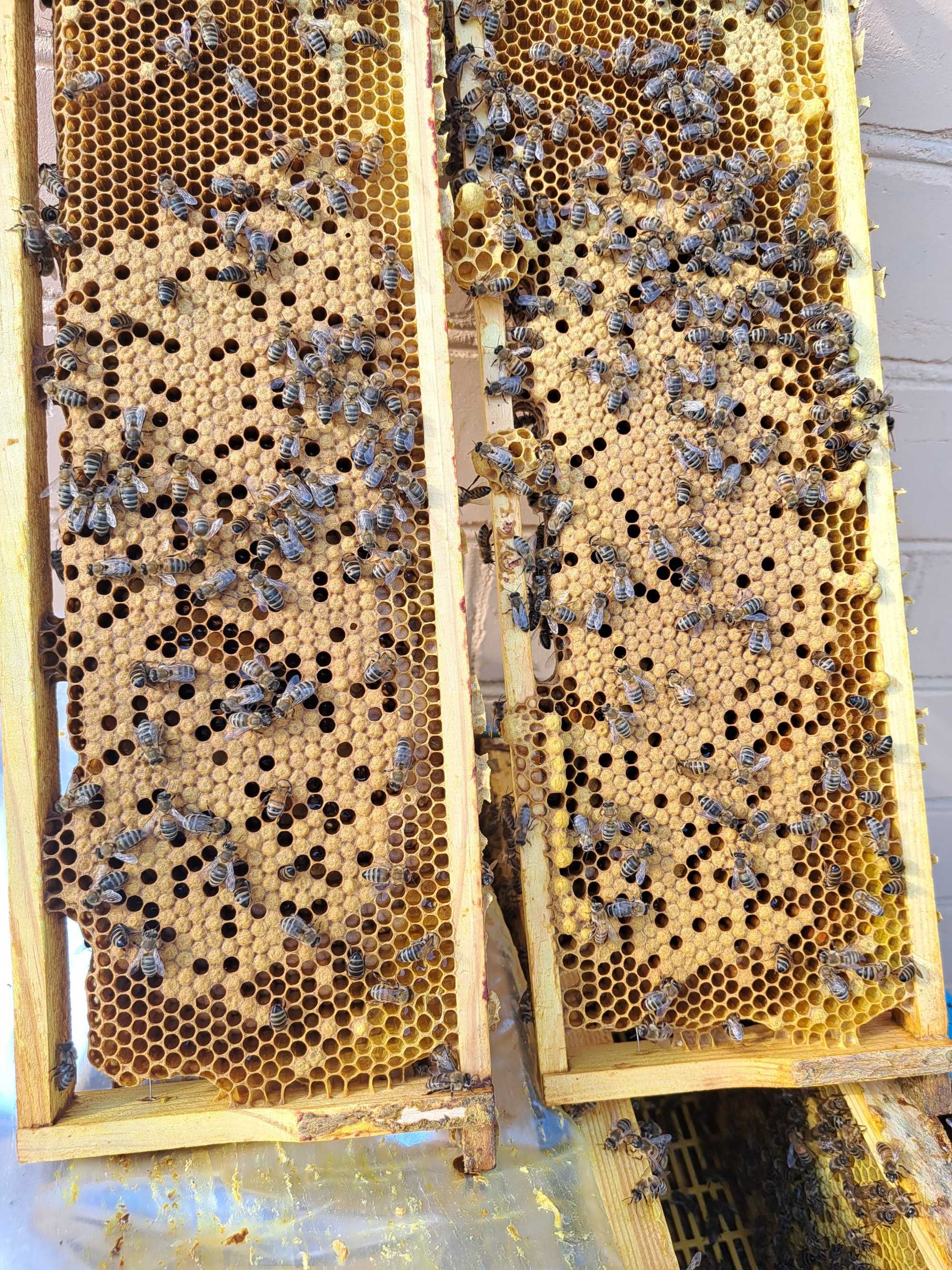 Продам бджолопакети на 145 рам.
