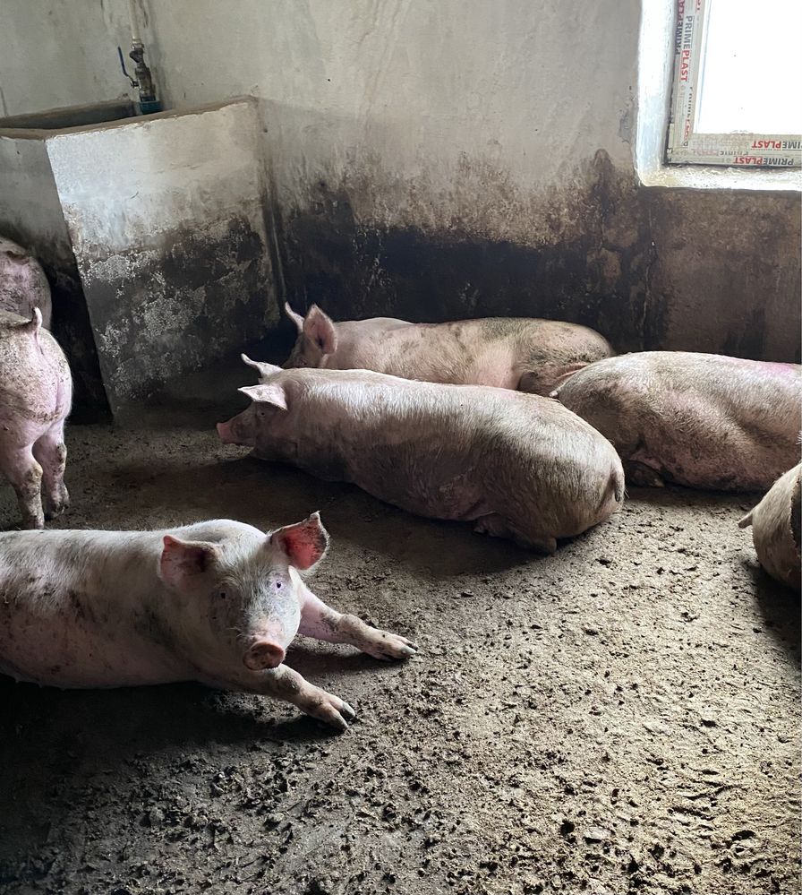 Продам свиней живою вагою 120-140 кг