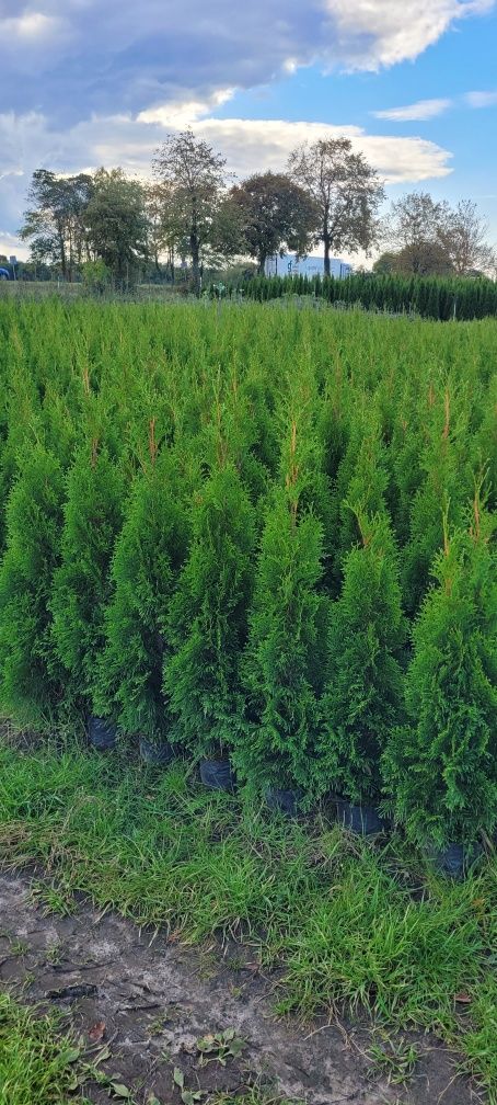 Tuja Smaragd 140 cm tuje 120 thuja szmaragd 100 brabant wysyłka łódź