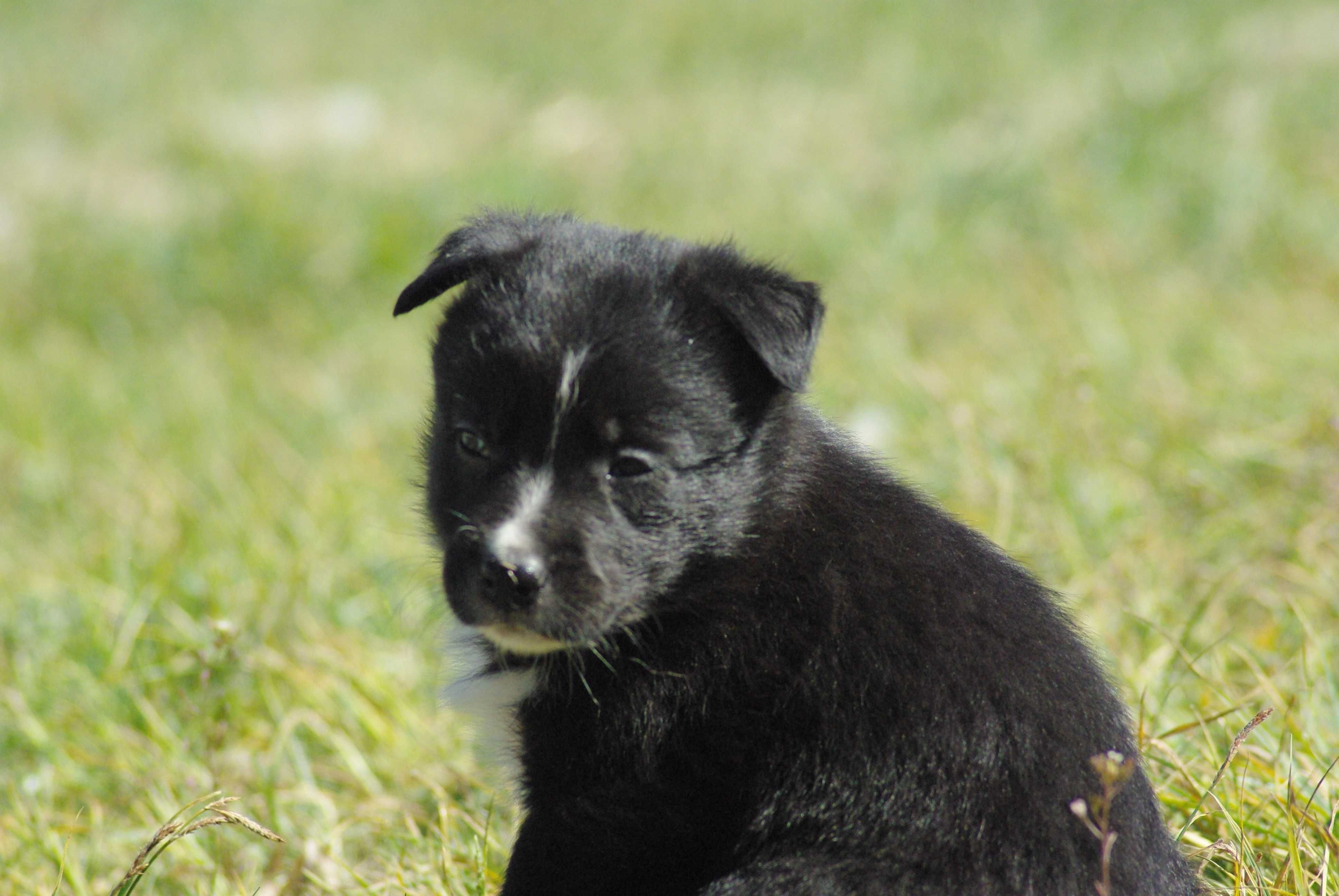 border collie suczka super do zaganiania, pasienia Rodzice FCI/ISDS