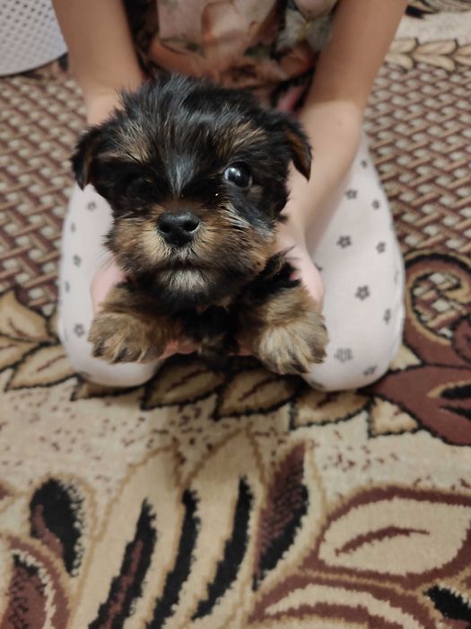 Dwa szczeniaki York szukają domu