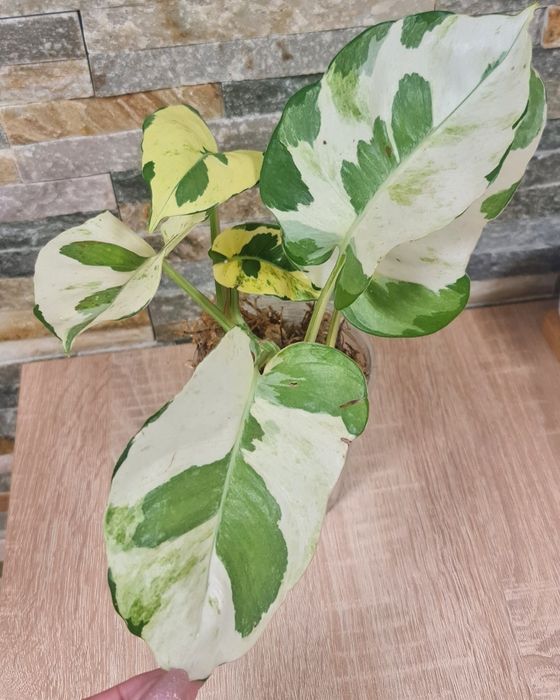 Epipremnum lava mutation