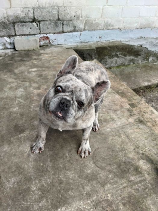 Французький бульдог продам