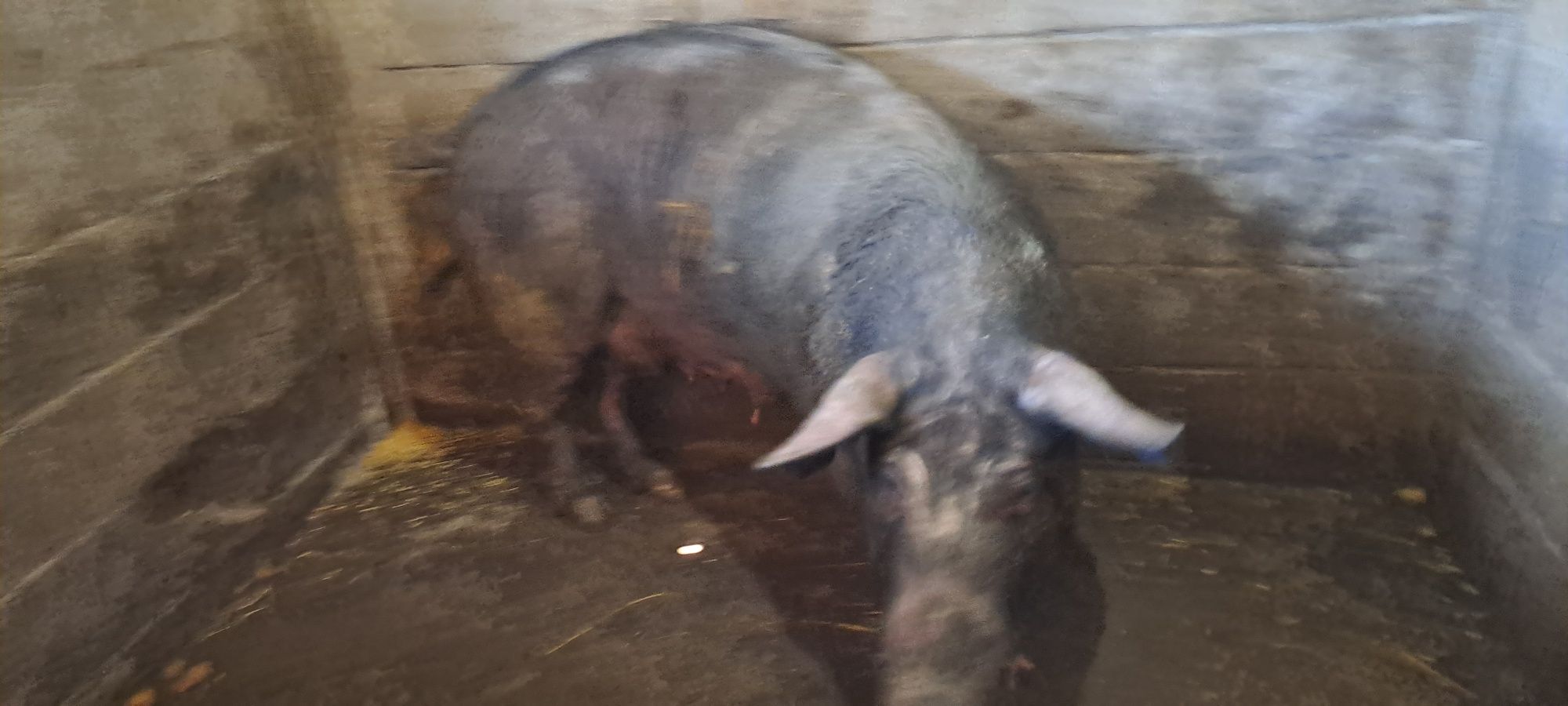 Vendo Porca bisara