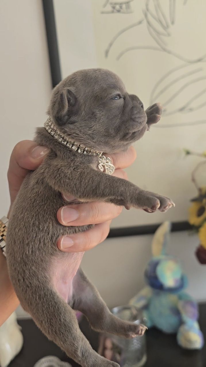 Bulldog Francês Blue