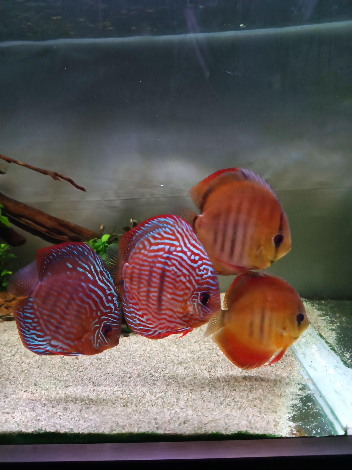 Vendo 2 casais discus piwowarski