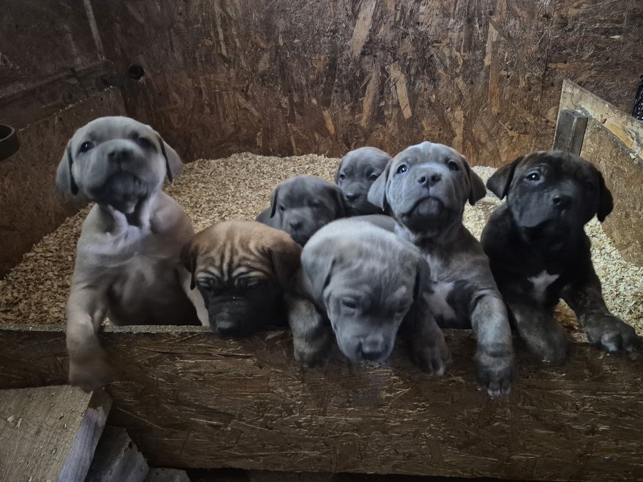 Продам цуценят кане корсо