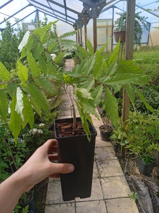 Гліцинія великоквіткова!