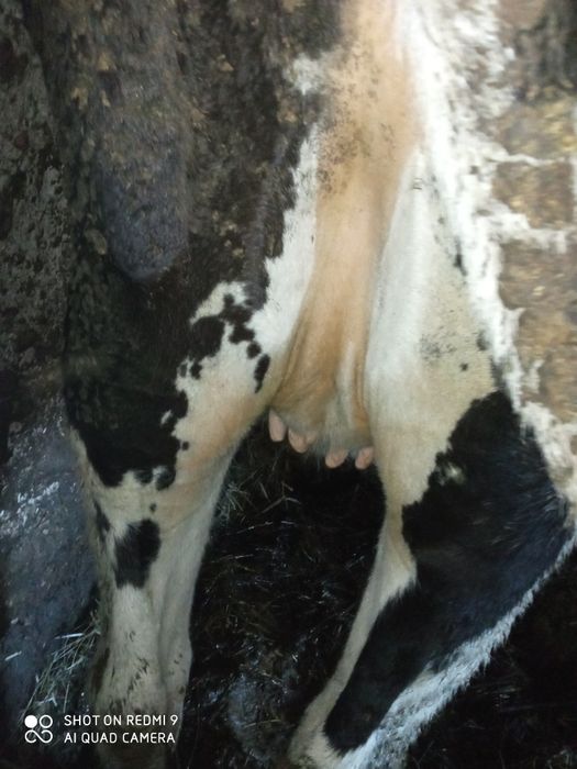 Jałówka wysokocielna